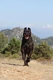 CANE CORSO 106